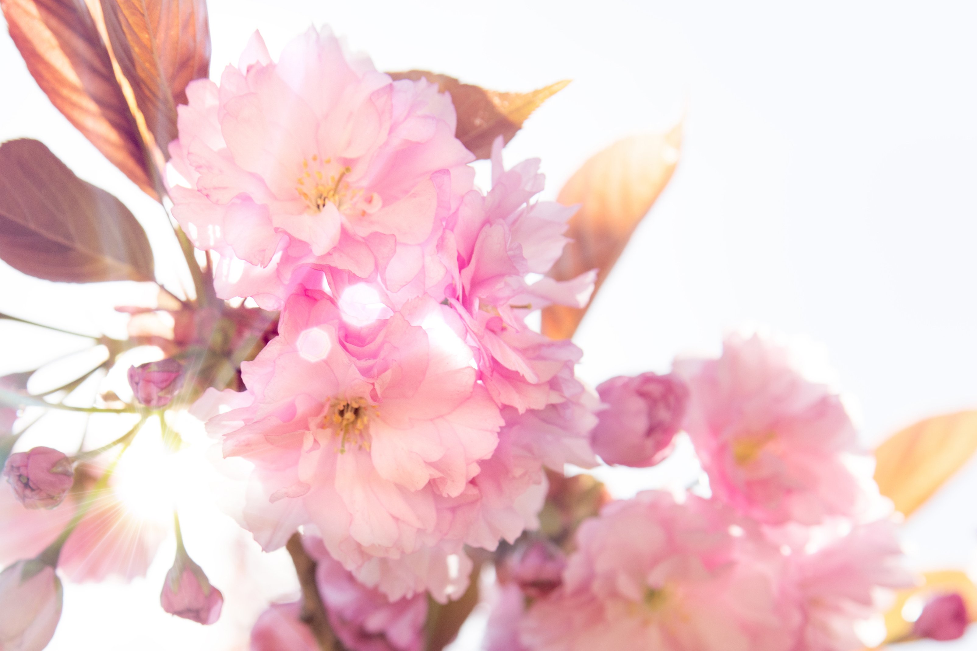 Beautiful Cherry Flowers